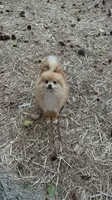 Jeanu, a male Pomeranian for sale in New Hill, NC – 1 of 2