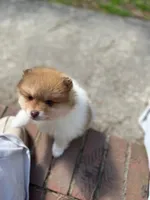 Chubby Checker, a male Pomeranian for sale in New Hill, NC – Photo 3 of 6