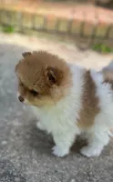 Chubby Checker, a male Pomeranian for sale in New Hill, NC – Photo 5 of 6