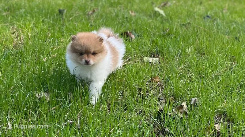 Chubby Checker, a male Pomeranian for sale in New Hill, NC – Photo 1 of 6