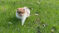 Chubby Checker, a male Pomeranian for sale in New Hill, NC – Photo 1 of 6