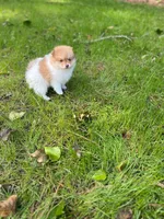 Chubby Checker, a male Pomeranian for sale in New Hill, NC – Photo 4 of 6