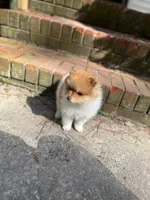 Chubby Checker, a male Pomeranian for sale in New Hill, NC – Photo 6 of 6