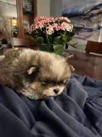 Rosco, a male Pekingese and Pomeranian for sale in New Hill, NC – Photo 3 of 4