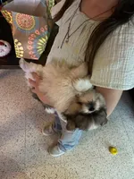 Rosco, a male Pekingese and Pomeranian for sale in New Hill, NC – Photo 2 of 4