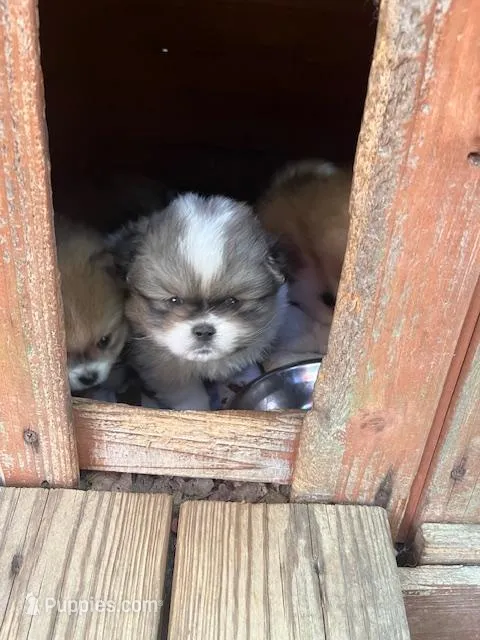 Rosco – Pekingese, Pomeranian puppy for sale in New Hill, NC