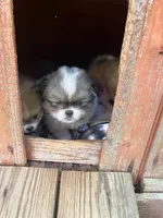 Rosco, a male Pekingese and Pomeranian for sale in New Hill, NC – Photo 1 of 4