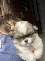 Rosco, a male Pekingese and Pomeranian for sale in New Hill, NC – Photo 4 of 4