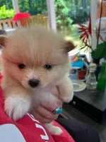 Biscuit, a male Pomeranian for sale in New Hill, NC – 2 of 4
