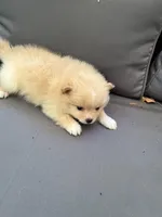 Biscuit, a male Pomeranian for sale in New Hill, NC – 4 of 4