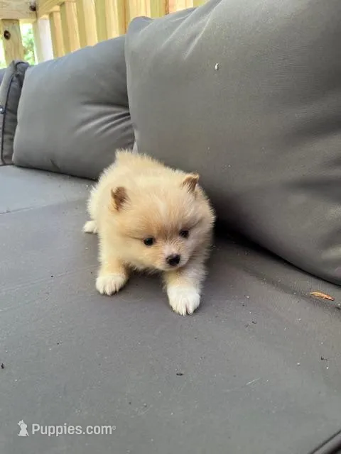 Biscuit – Pomeranian puppy for sale in New Hill, NC
