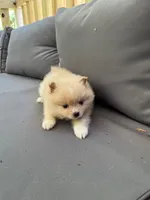 Biscuit, a male Pomeranian for sale in New Hill, NC – 1 of 4