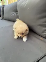 Biscuit, a male Pomeranian for sale in New Hill, NC – 3 of 4