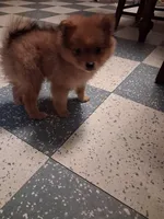Boots, a male Pomeranian for sale in New Hill, NC – 4 of 7