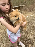 Jeanu, a male Pomeranian for sale in New Hill, NC – 2 of 2