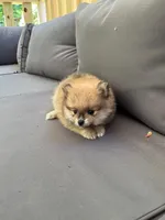 Harper, a female Pomeranian for sale in New Hill, NC – 1 of 4
