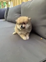 Harper, a female Pomeranian for sale in New Hill, NC – 4 of 4