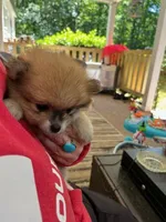 Harper, a female Pomeranian for sale in New Hill, NC – 2 of 4