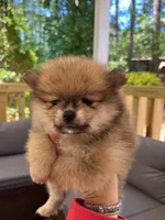 Harper, a female Pomeranian for sale in New Hill, NC – 3 of 4