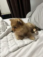 Boots, a male Pomeranian for sale in New Hill, NC – 5 of 7
