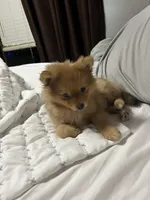 Boots, a male Pomeranian for sale in New Hill, NC – 7 of 7