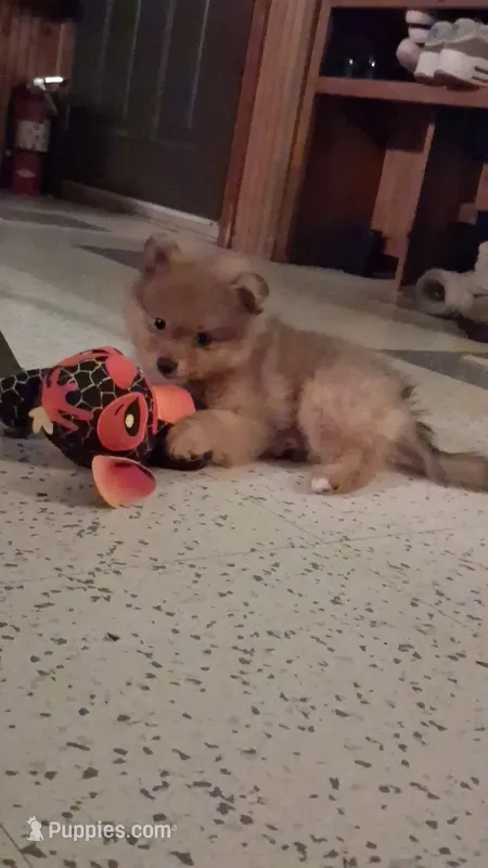 Boots – Pomeranian puppy for sale in New Hill, NC
