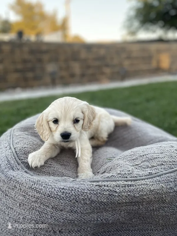 Yoshi  – Miniature Golden Retriever puppy for sale in Apple Valley, CA