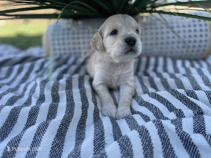 Peach – Miniature Golden Retriever puppy for sale in Apple Valley, CA