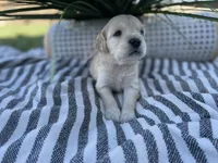 Peach, a female Miniature Golden Retriever for sale in Apple Valley, CA – 1 of 4