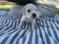 Dasiy, a female Miniature Golden Retriever for sale in Apple Valley, CA – 4 of 4
