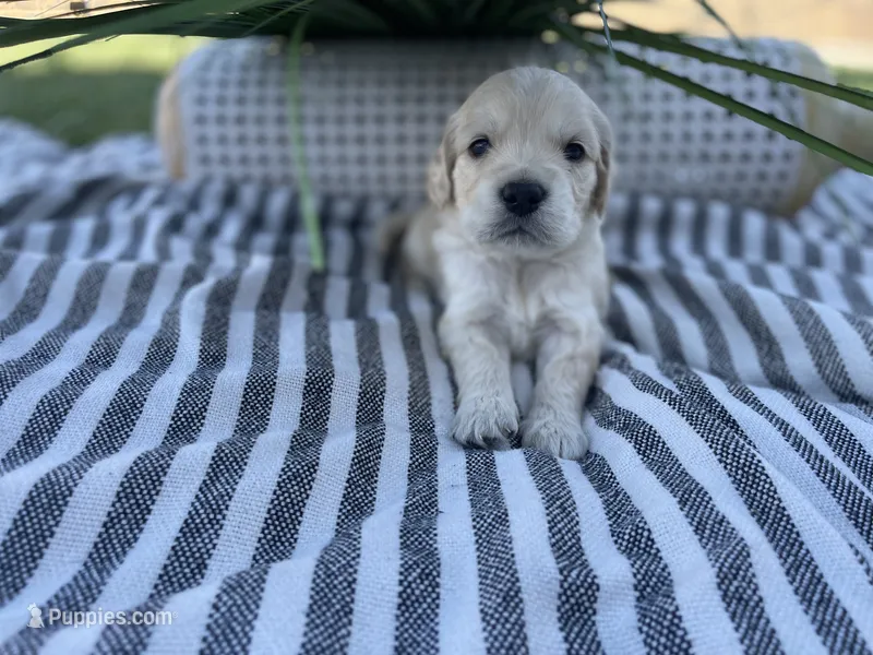 Bowser – Miniature Golden Retriever puppy for sale in Apple Valley, CA