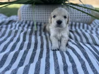 Bowser, a male Miniature Golden Retriever for sale in Apple Valley, CA – 1 of 4