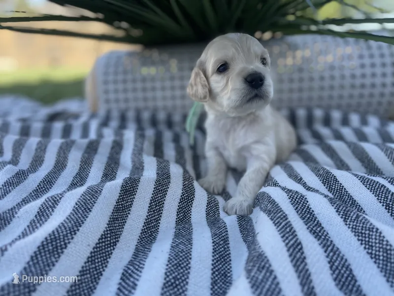 Rosalinda – Miniature Golden Retriever puppy for sale in Apple Valley, CA