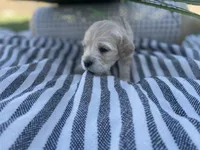 Luigi, a male Miniature Golden Retriever for sale in Apple Valley, CA – 2 of 4