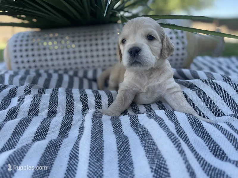 Luigi – Miniature Golden Retriever puppy for sale in Apple Valley, CA