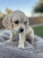 Yoshi , a male Miniature Golden Retriever for sale in Apple Valley, CA – 9 of 9