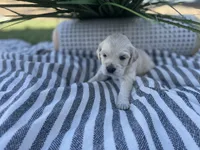 Dasiy, a female Miniature Golden Retriever for sale in Apple Valley, CA – 3 of 4