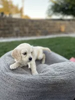 Yoshi , a male Miniature Golden Retriever for sale in Apple Valley, CA – 3 of 9