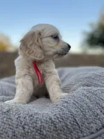 Mario , a male Miniature Golden Retriever for sale in Apple Valley, CA – 6 of 9