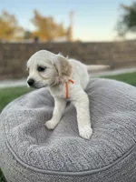 Dasiy, a female Miniature Golden Retriever for sale in Apple Valley, CA – 3 of 8