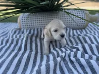 Peach, a female Miniature Golden Retriever for sale in Apple Valley, CA – 2 of 4