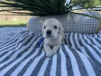 Toad, a male Miniature Golden Retriever for sale in Apple Valley, CA – 2 of 4
