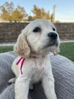 Peach, a female Miniature Golden Retriever for sale in Apple Valley, CA – 4 of 9