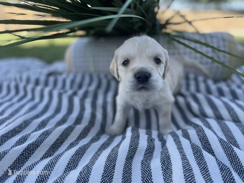 Dasiy – Miniature Golden Retriever puppy for sale in Apple Valley, CA