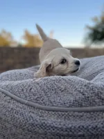 Mario , a male Miniature Golden Retriever for sale in Apple Valley, CA – 7 of 9