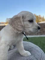 Bowser, a male Miniature Golden Retriever for sale in Apple Valley, CA – 4 of 9