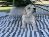 Bowser, a male Miniature Golden Retriever for sale in Apple Valley, CA – 2 of 4