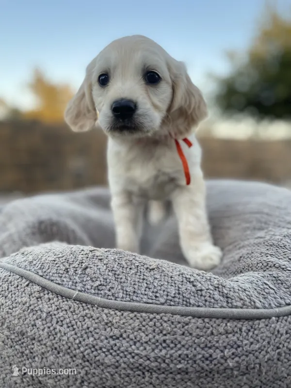 Dasiy – Miniature Golden Retriever puppy for sale in Apple Valley, CA