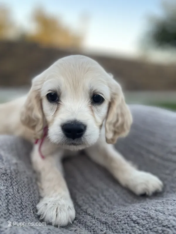 Peach – Miniature Golden Retriever puppy for sale in Apple Valley, CA