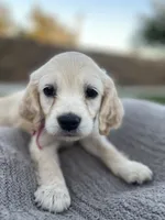 Peach, a female Miniature Golden Retriever for sale in Apple Valley, CA – 1 of 9